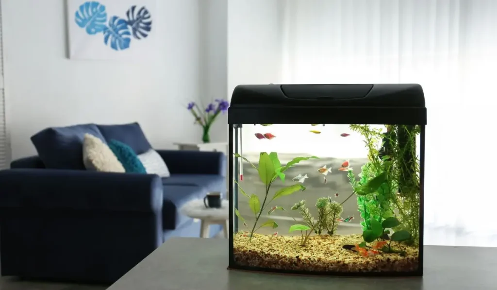 aquarium dans une maison